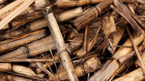How droughts brought down India's sugar yield