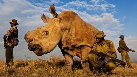 World's last northern male rhino now on Tinder