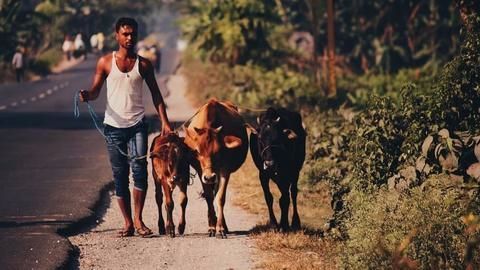'Gau raksha' drive in NCR during Navratri