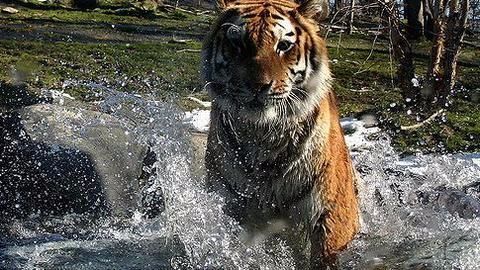 The suspicious 'tiger attacks' of Pilibhit