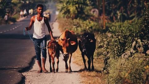Another cow vigilantism incident in Faridabad