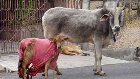'Cow' standing in BJP's way in the northeast