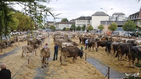 Telangana's cattle market goes hi-tech