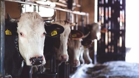 National Security Act now for cow slaughter?