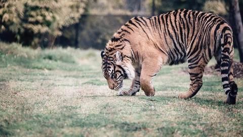 Rajasthan gets hi-tech surveillance system for tigers
