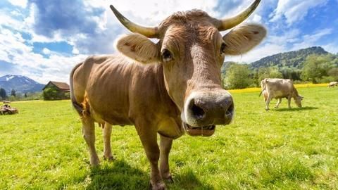 Rajasthan's gau rakshaks attack government's trucks