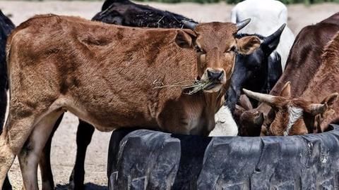 Indian cows to get their own 'Aadhaar'!