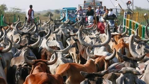 Another cow vigilantism death in Alwar?