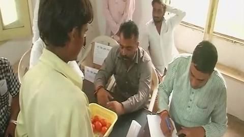 'State bank of tomato' offers loans for vegetables