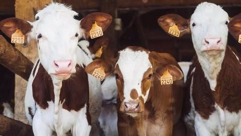 The BJP's 'gau raksha' policy