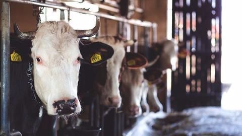 Gujarat passes harsh cow protection laws
