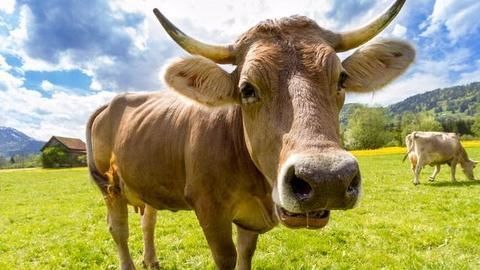 Stabbed oranges to unwanted cattle: Turkey's Dutch resentment