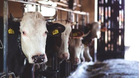 Shut slaughterhouses: Yogi begins checking off campaign promises
