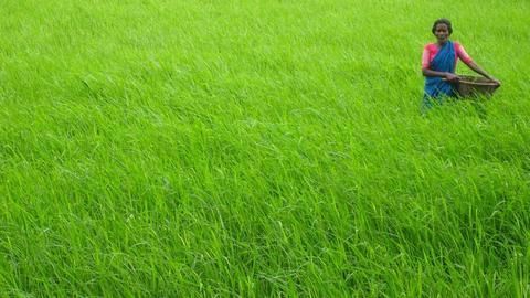 The price of India's farm loan waiver