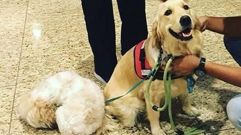 Mumbai airport gets therapy dogs to calm passengers