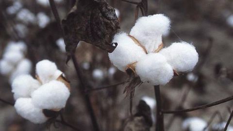 The Genetically Modified (GM) crop debate