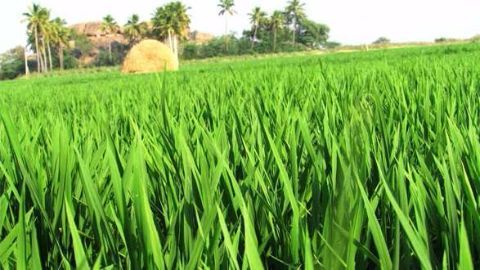 Modi government pushing its 'Kisan' forward