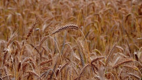 Pradhan Mantri Fasal Bima Yojana: Ins and outs