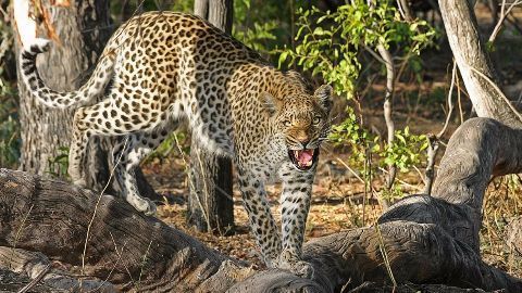 Leopards sighted around Bengaluru