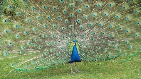 Peacock dances its way into a political row