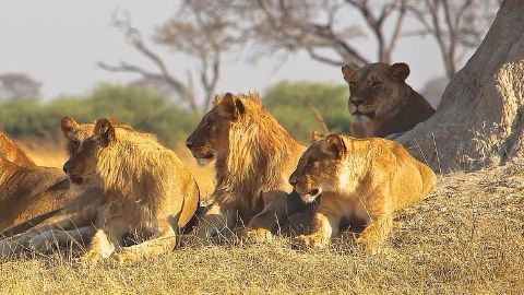 Stray lions on the loose in Nairobi