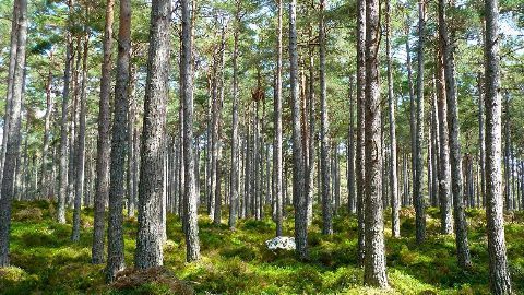 Compensatory Afforestation Fund Bill