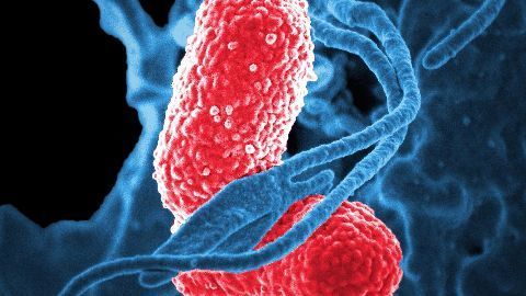 Curbing antimicrobial resistance