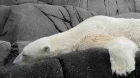 Argentina's sole polar bear dies aged 30