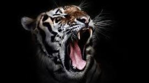 India's tigers in trouble