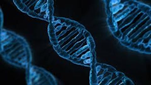 Storing data in DNA