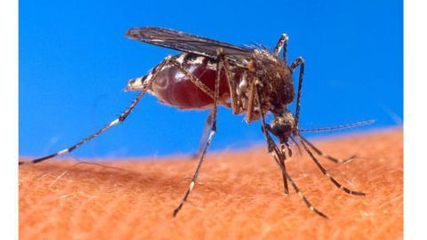 Delhi in the grip of Vector Borne Diseases