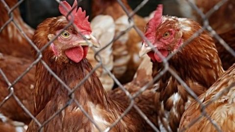 India loses the chicken battle
