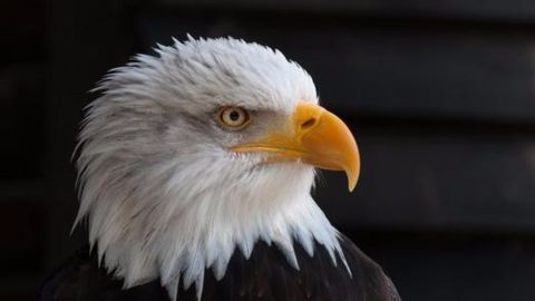 Netherland's drone-hunting eagles