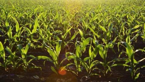 Singur farmers to get back land