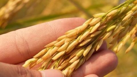 Income Tax department to examine agricultural income