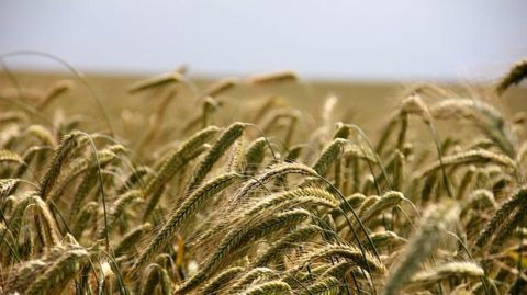 The future of agriculture