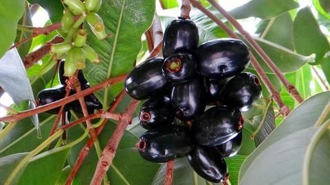 Jamuns help manufacture solar cells