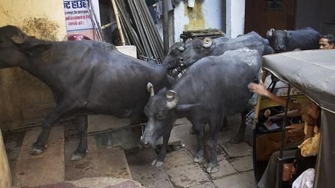 Men attacked in South Delhi over cattle transport