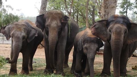 Do elephants kill more than Maoists in Jharkhand?