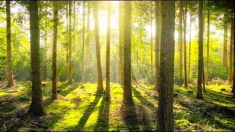 World Environment Day 2017