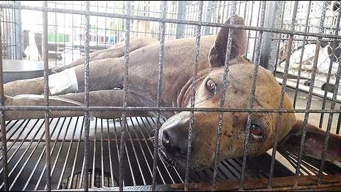 Violence against stray dogs in Pune