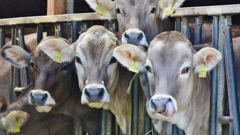Alwar's cow vigilantism attack