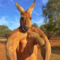 Animals of Australia