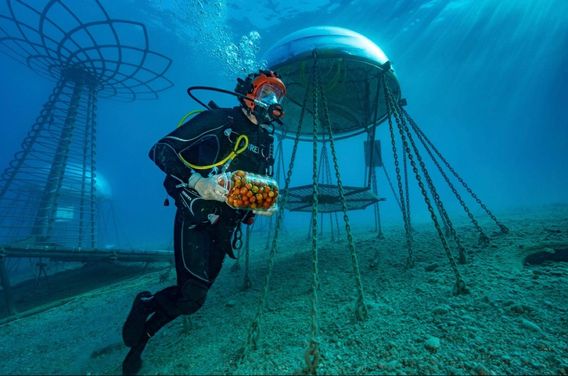 A diver off Noli, Italy, harvests tomatoes from Nemo’s Garden, an experimental underwater farm where plants grow without soil or pesticides.