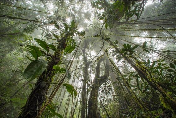 Preserving rainforests like this one in Indonesia is crucial for the well being of the planet.