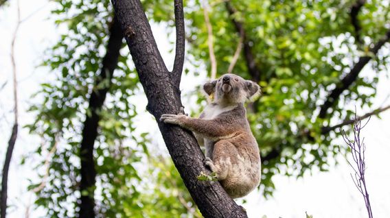 Anwen the koala climbs a eucalyptus tree.
