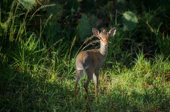 At Loisaba Conservancy, tiny antelopes called dik-diks are in danger of being killed by poachers