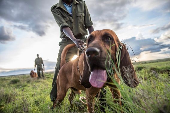 A bloodhound named Warrior assists rangers in their anti-poaching work.