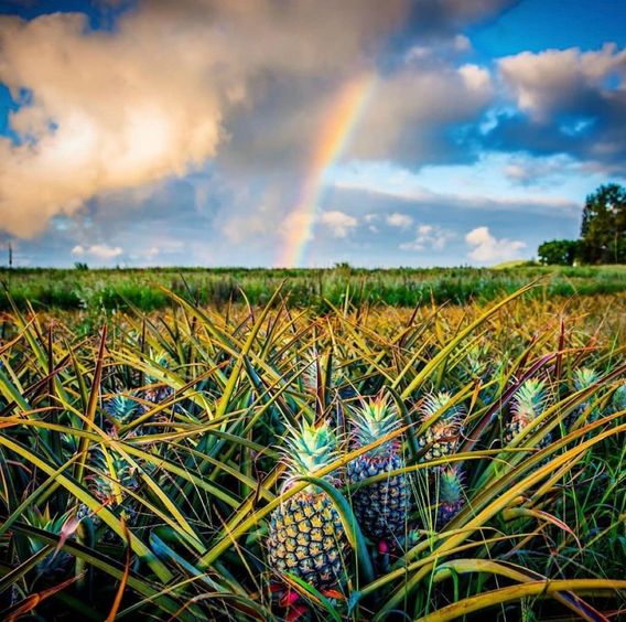 Maui, Hawaii 🍍
Photo by Archer Shoots