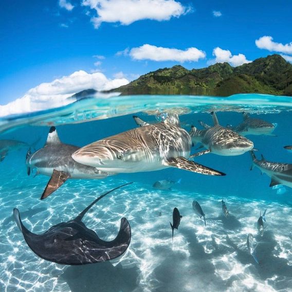 Photos by Tahiti Tourism 